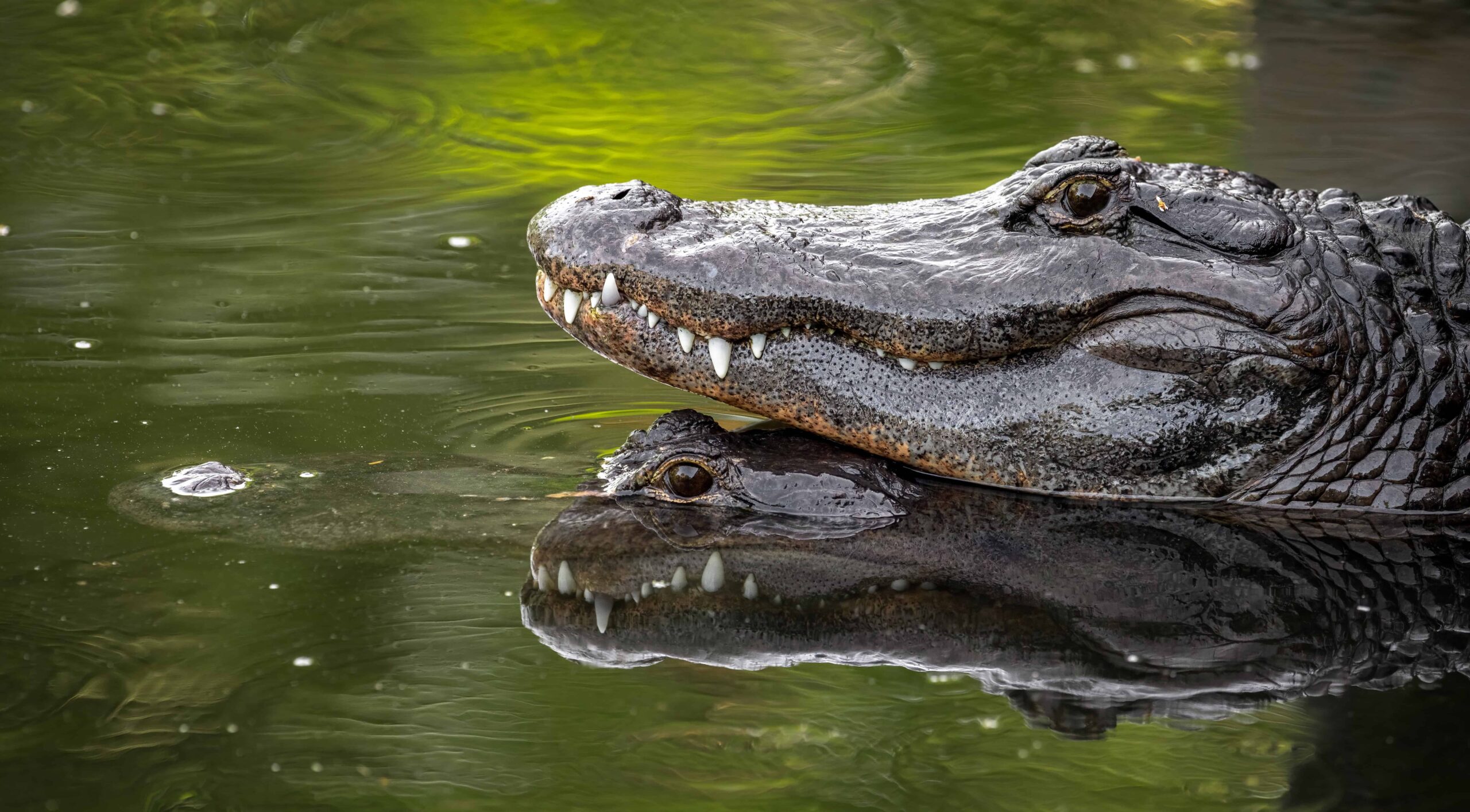 An alligator in Florida spotted during an Everglades airboat tour with Ride the Wind.