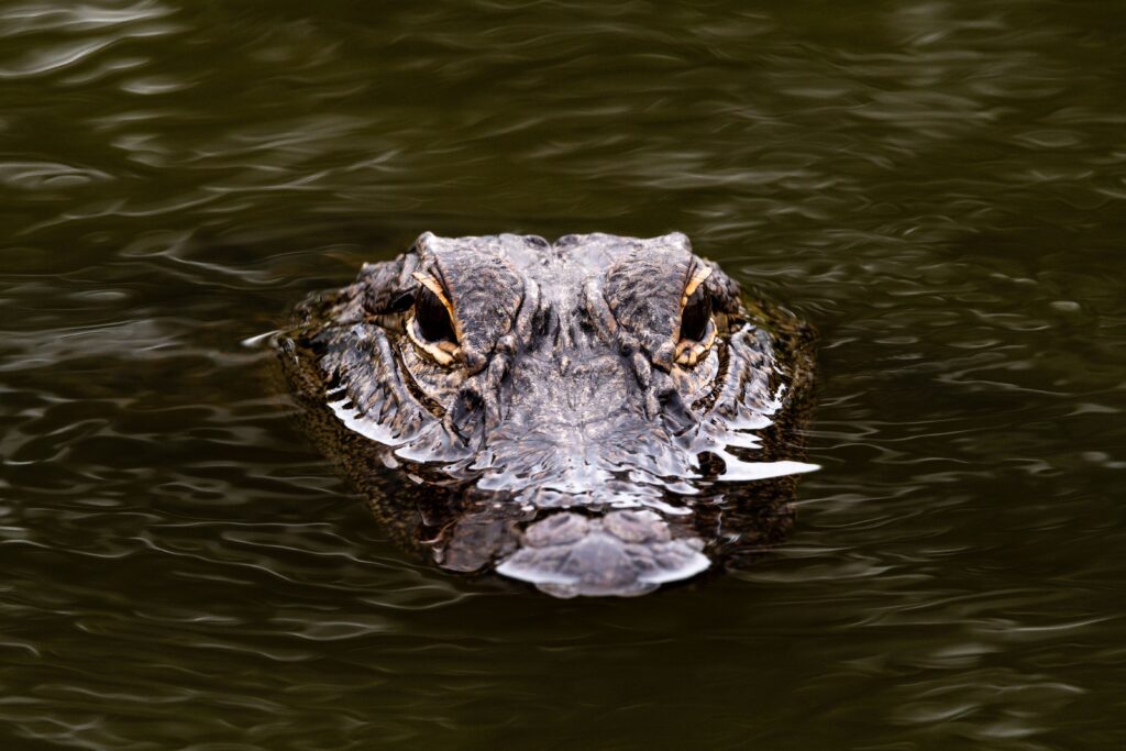Crocodile submerged in Everglades water during a private airboat tour in South Florida