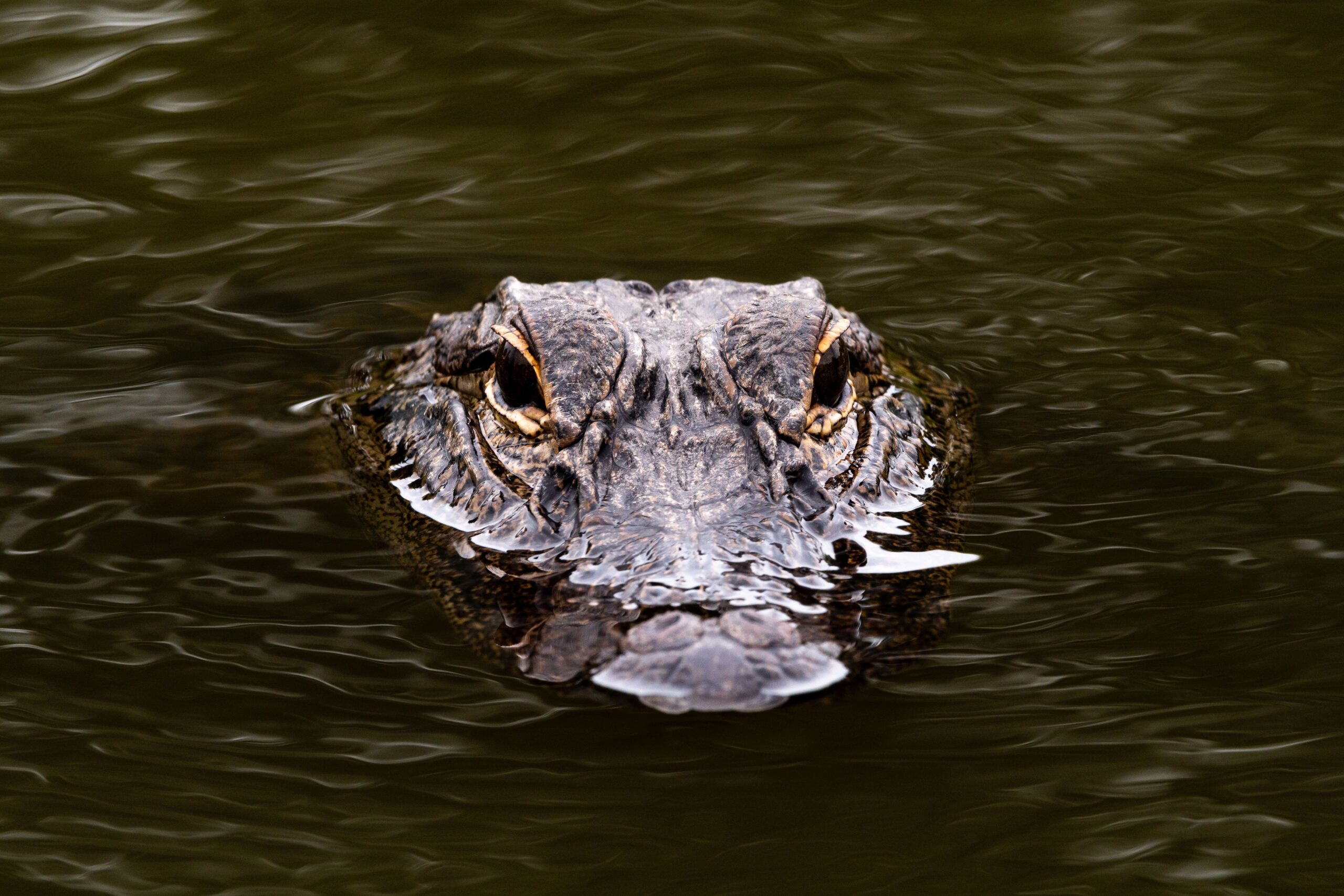 Crocodile submerged in Everglades water during a private airboat tour in South Florida