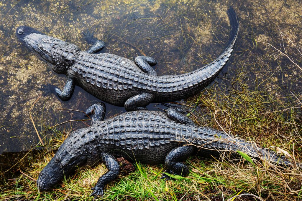 Two American alligators resting near the water's edge in the Everglades, showcasing their textured scales and powerful tails.