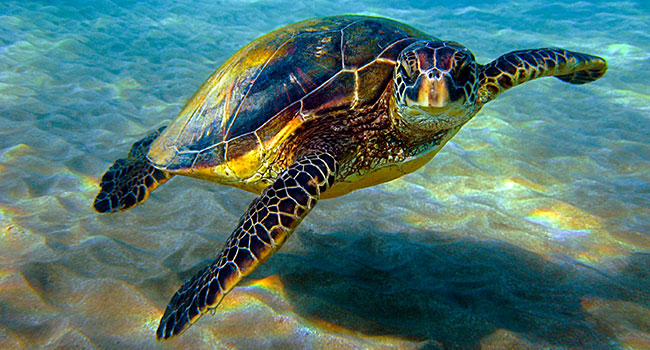 a sea turtle