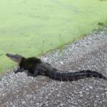 Alligator at Everglades