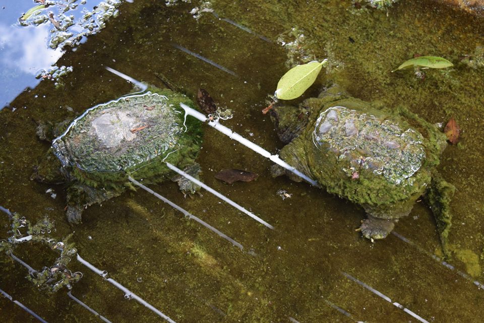 10 Fun Facts About Florida's Everglades - Ride The Wind - Airboat tours Miami