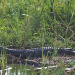 Fort Lauderdale Airboat