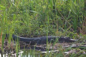 Fort Lauderdale Airboat