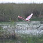 Fort Lauderdale Airboat Rides